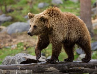 Γυναίκα βοσκός ήρθε πρόσωπο με πρόσωπο με αρκούδα στα Τρίκαλα